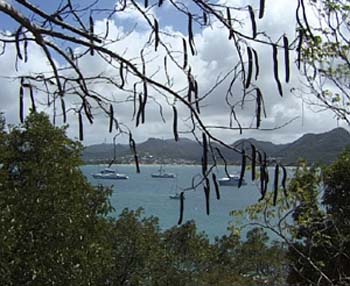 BAYVIEW 003