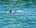 as_dive08