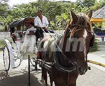 CSL224WEDDING2