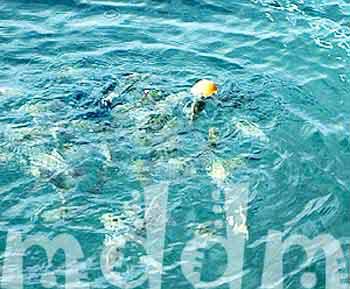 10_JAL176FISHFEEDING