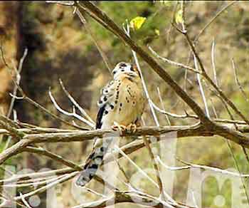 10_JAL181HAWK
