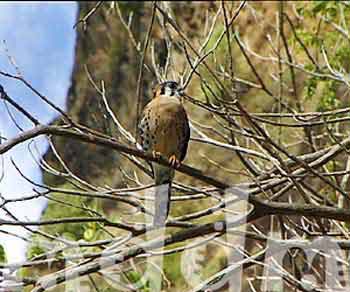 10_JAL183HAWK