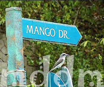 10_JAL214SIGNMANGO