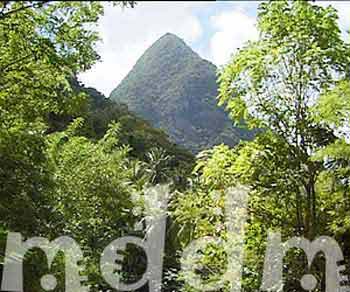 10_JAL215PITONS