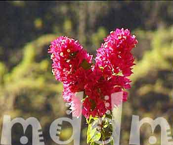9_JAL005FLOWER