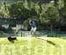 10_JAL121GOLF