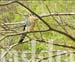 10_JAL179HAWK