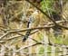 10_JAL180HAWK