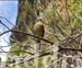 10_JAL183HAWK