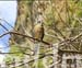 10_JAL184HAWK
