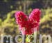 9_JAL005FLOWER