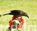 9_JAL020BIRD