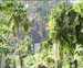 9_JAL042PITONS