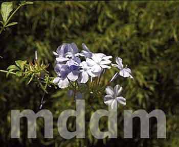 PAP4_061FLOWER