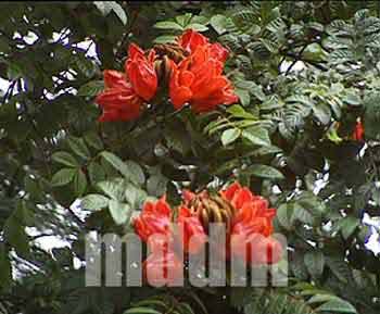 RVOUS039FLOWERS
