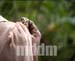 RVOUS074WEDDING